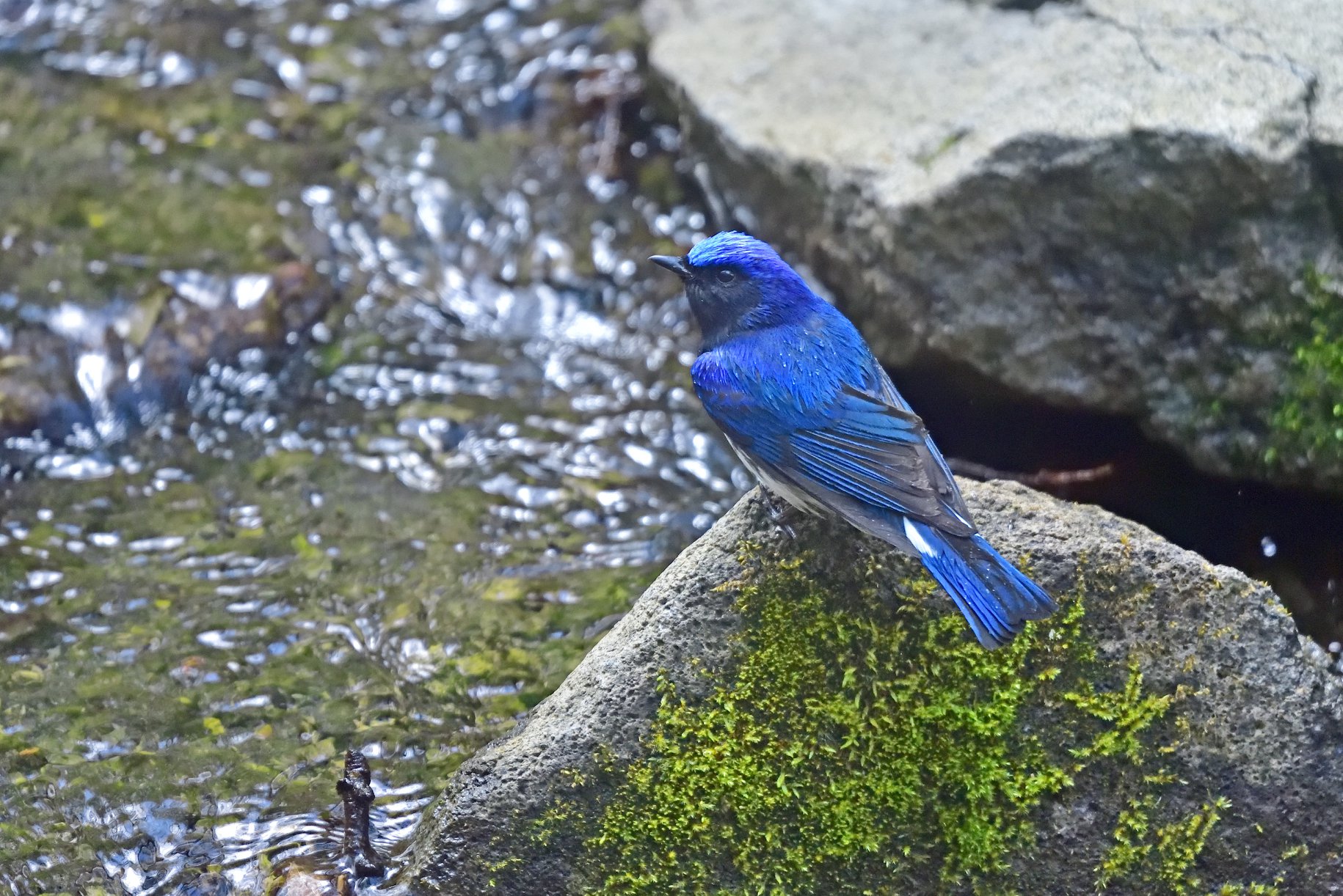 渓流にたたずむオオルリ 