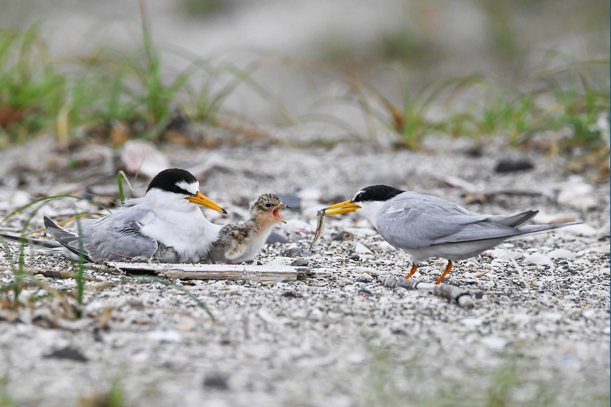 コアジサシ 親子(左のお母さんのお腹の下にも卵が♡)