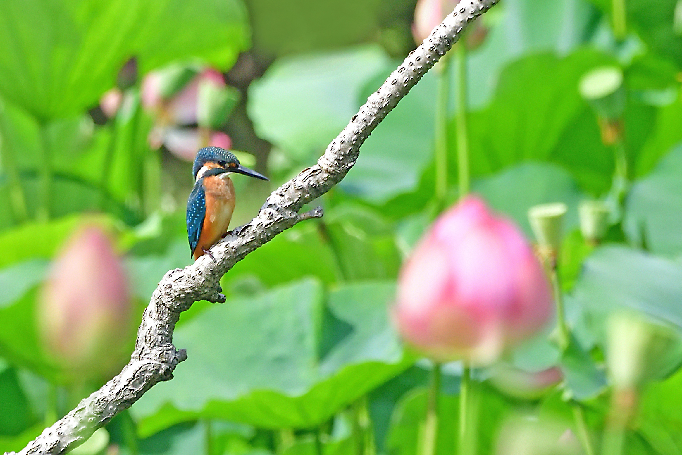 古代蓮とカワセミの美 - 関東・東京の野鳥写真ブログ/自然・野鳥/女性