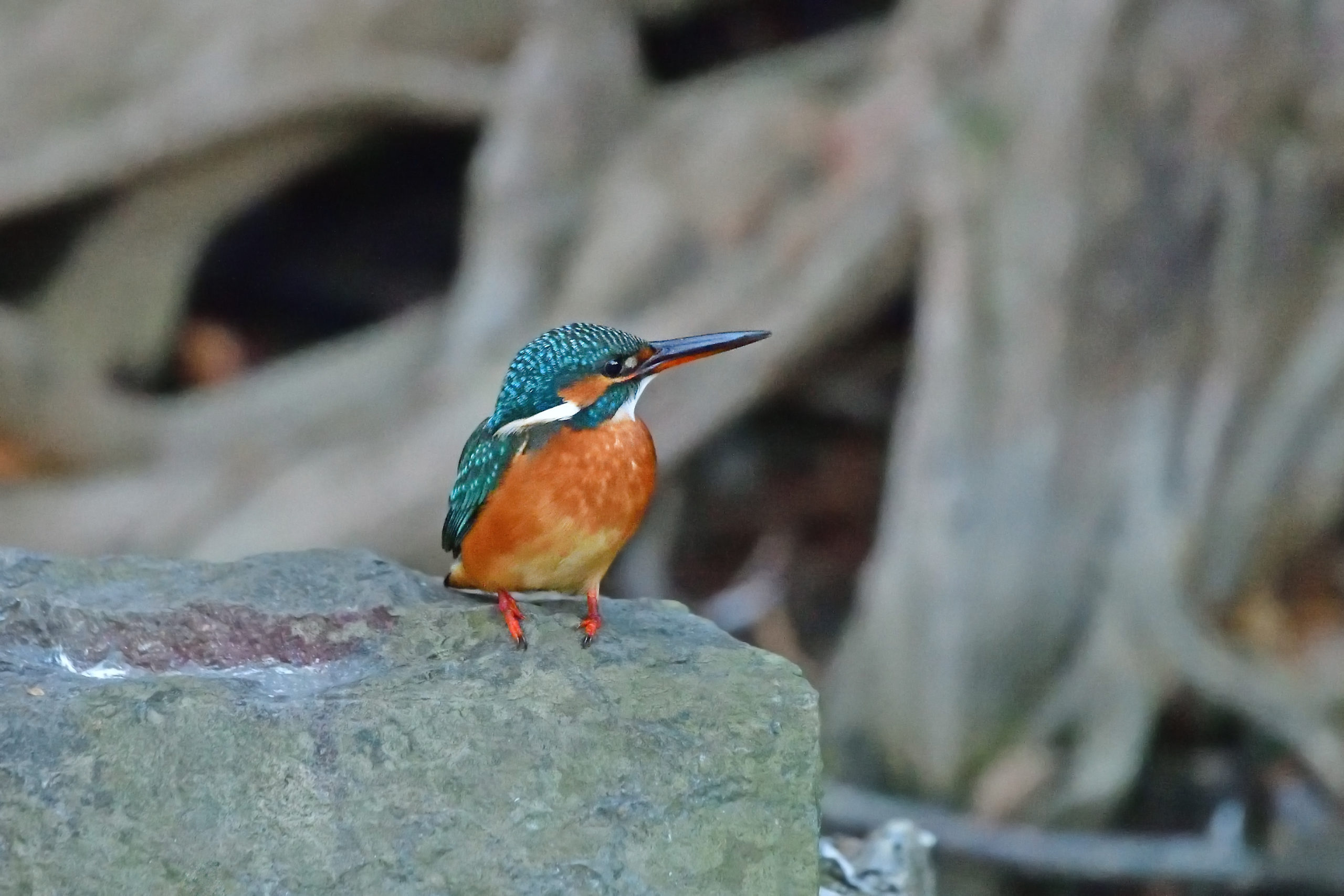 カワセミのカワ子さん - 関東・東京の野鳥写真ブログ/自然・野鳥/女性