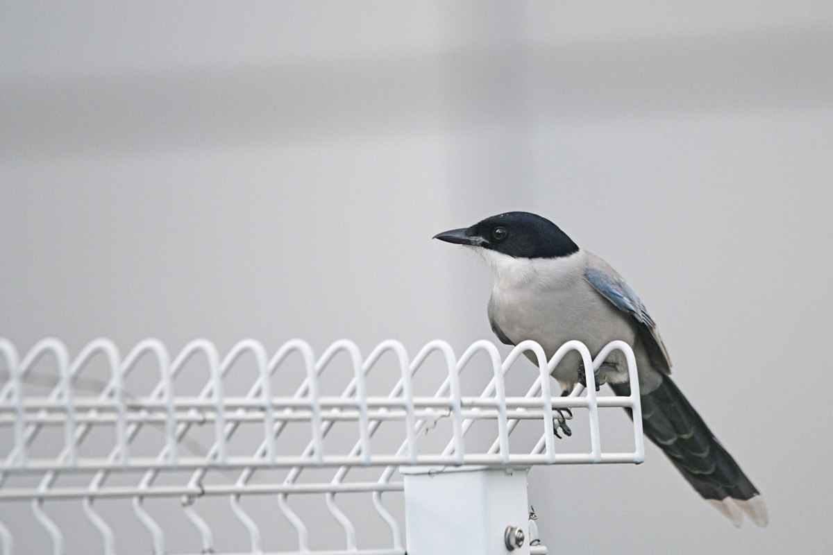 オナガ - ファミリーで行動