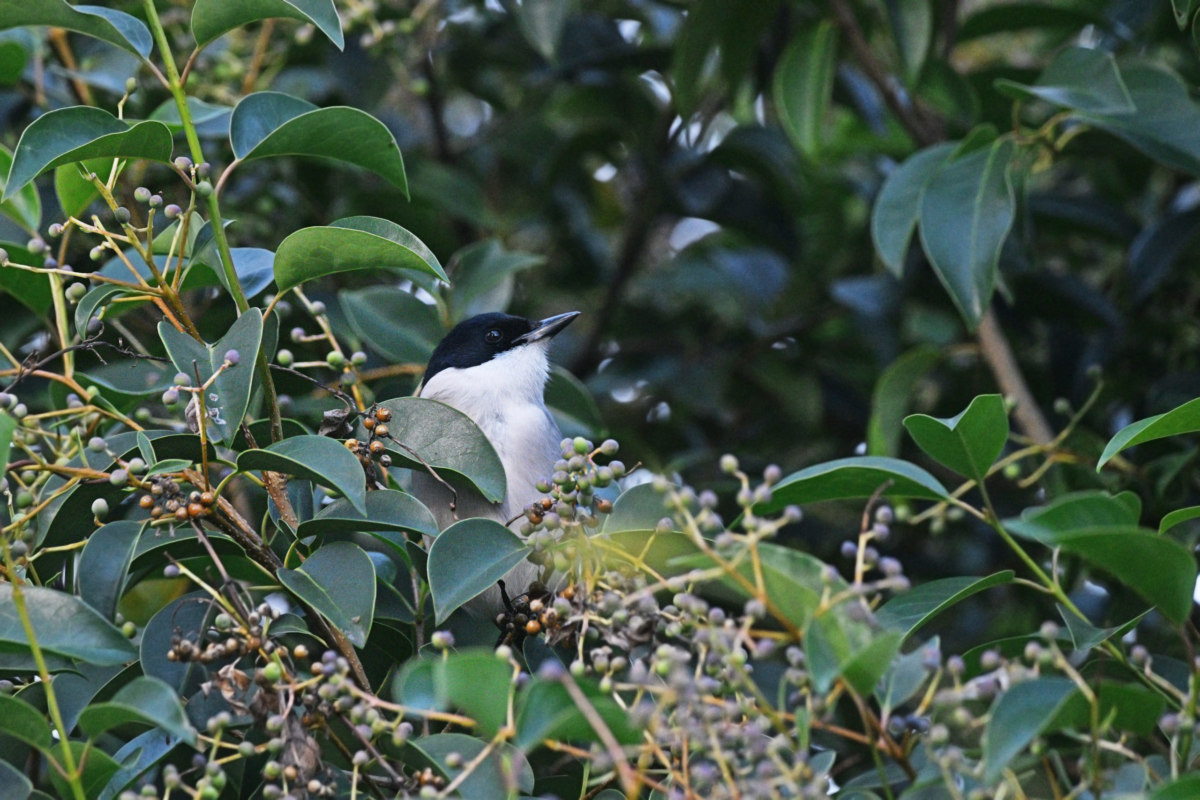 オナガ - 幸せそうな表情