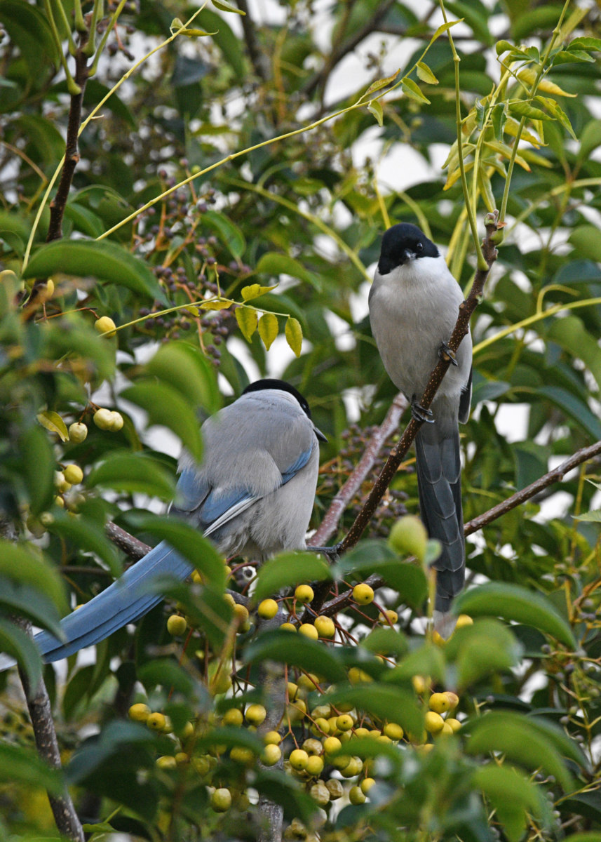 オナガ - 可愛らしい姿