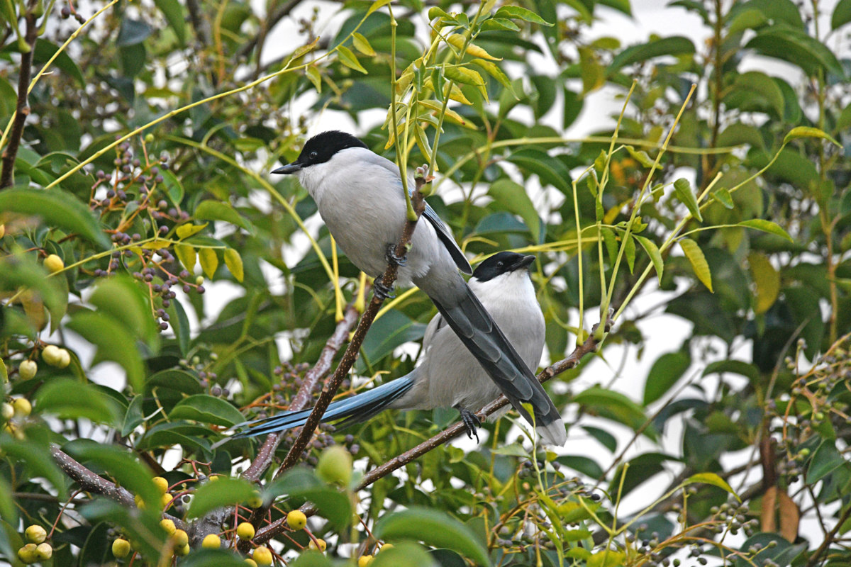 オナガ - 活発に動く様子