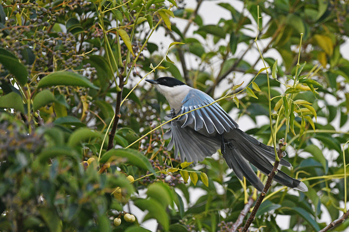 オナガ - 江東区でお馴染みの野鳥