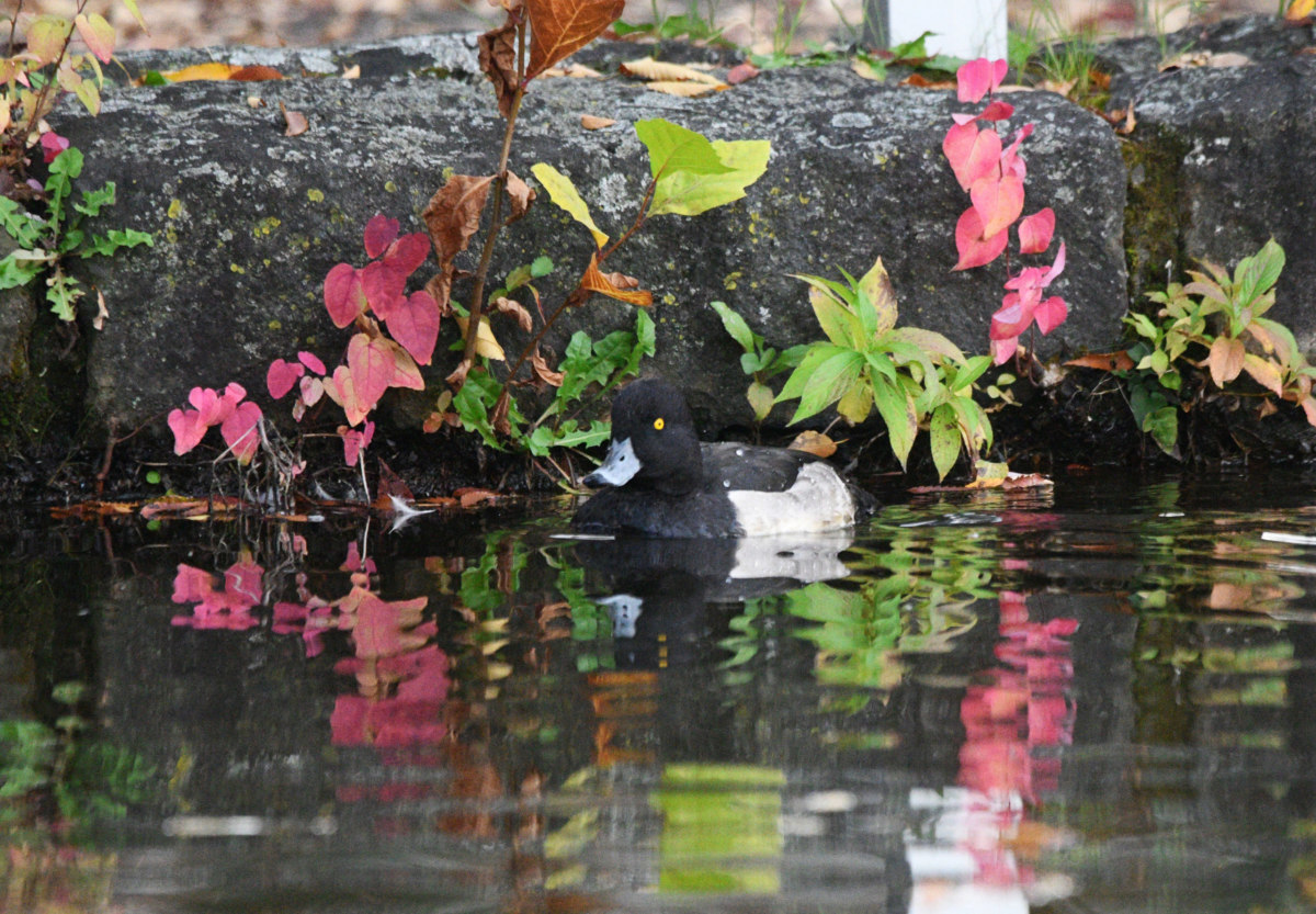 キンクロハジロ - 水面に映る紅葉とともに