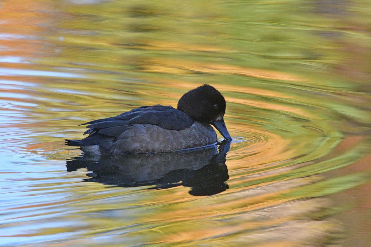 キンクロハジロの群れ - 江東区の公園の池で休む冬鳥