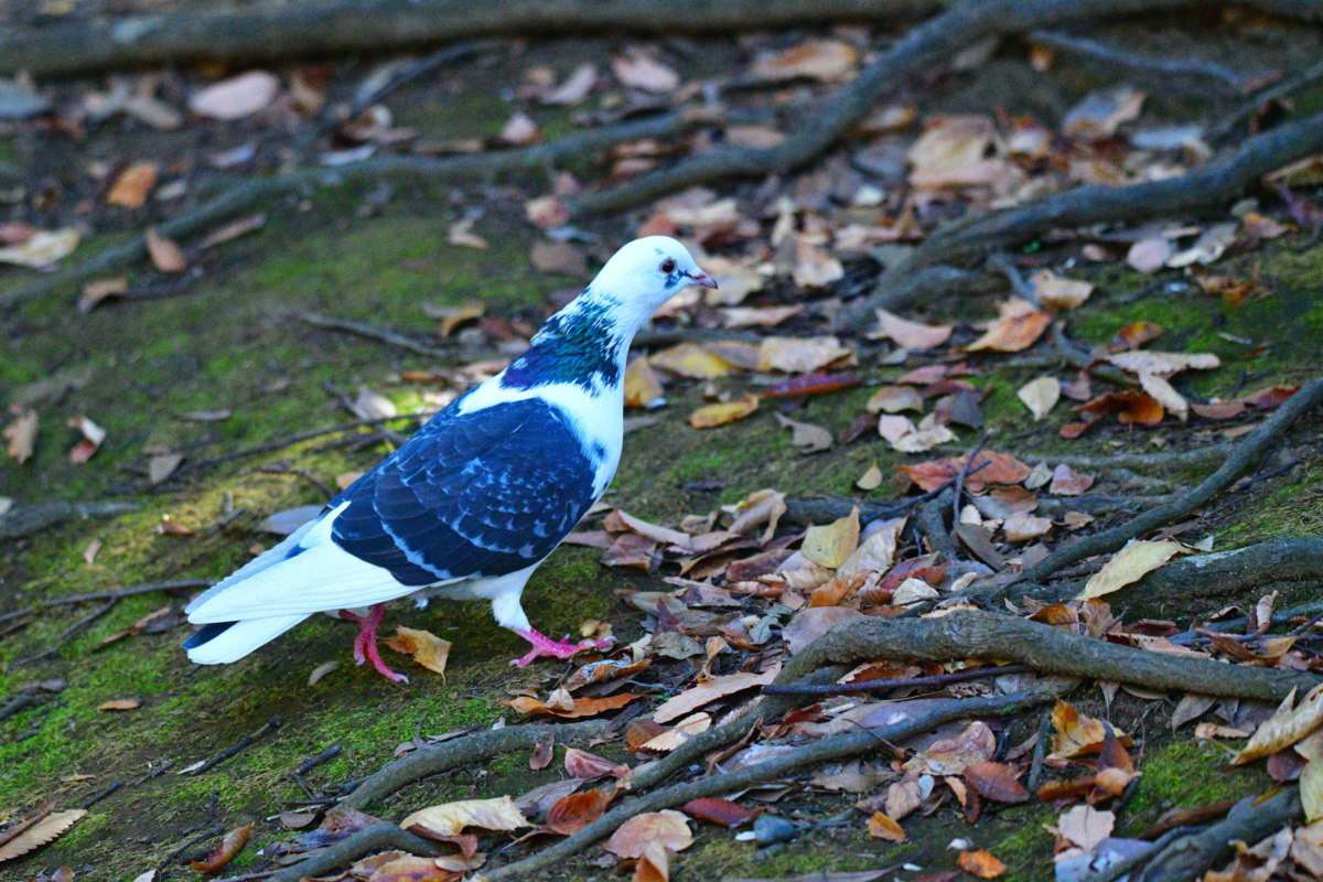 白いハト - 珍しい白い鳩