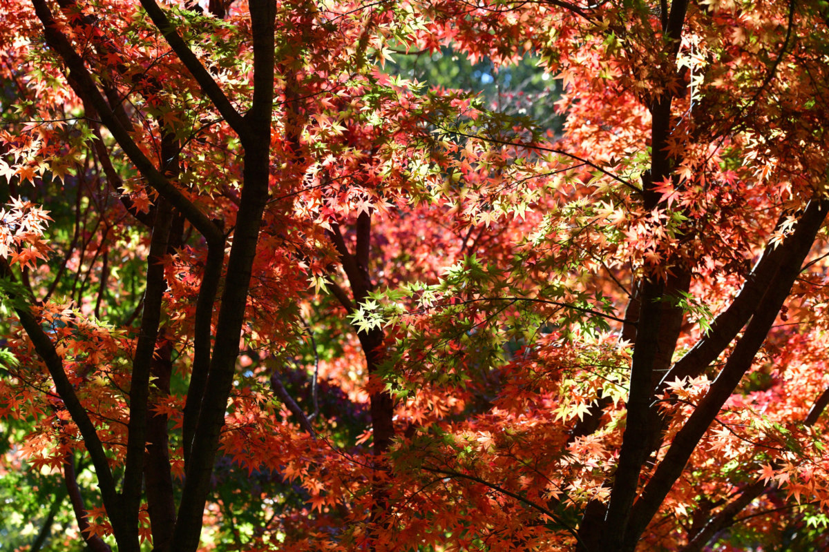イロハモミジ - 美しく色づいた紅葉