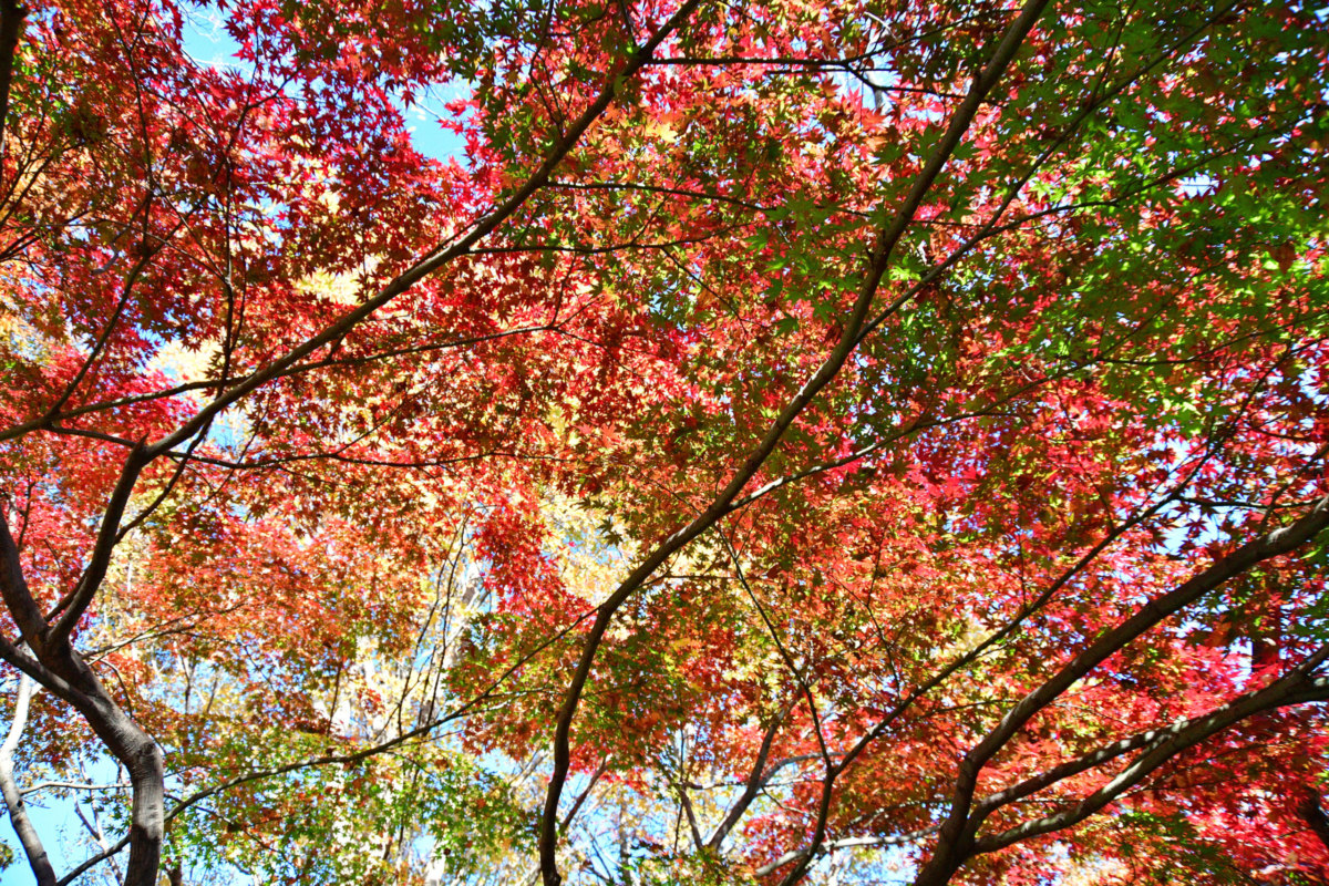 イロハモミジ - 水面に映る紅葉