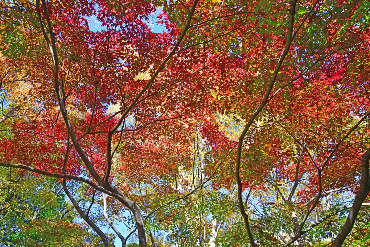 イロハモミジ - カワセミの住処の木