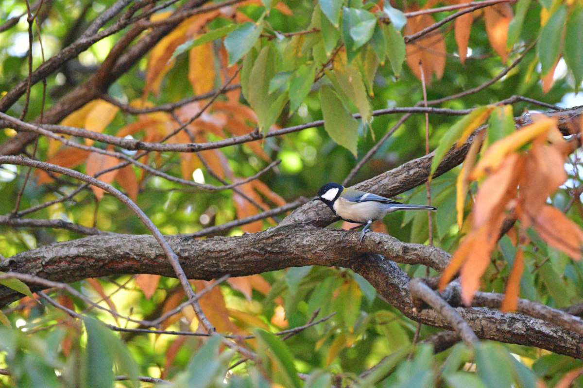 シジュウカラ - 癒される鳴き声の小鳥