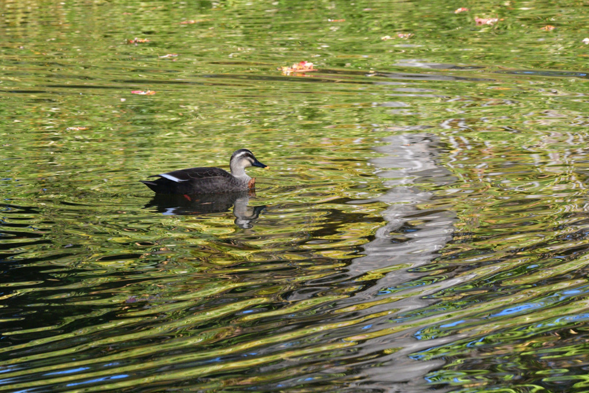 カルガモ - 愛嬌のある表情