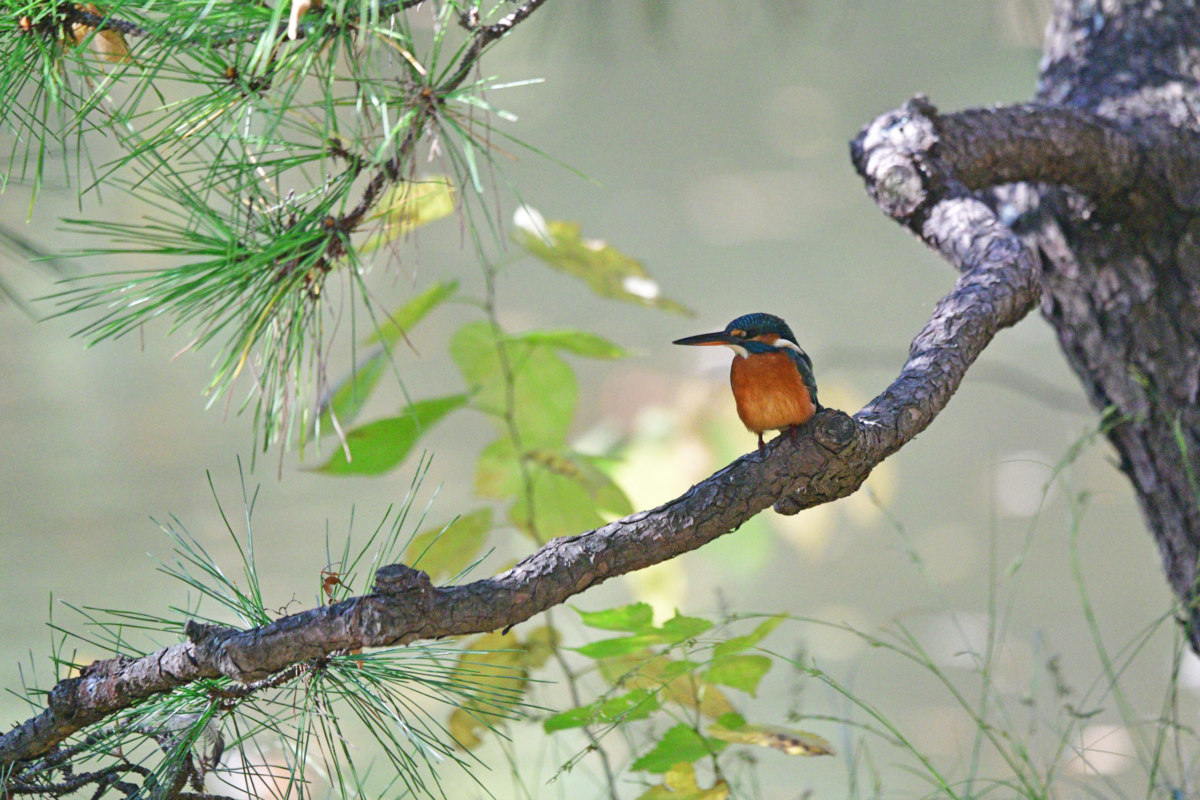 カワセミ - 会う確率100%の美しい野鳥