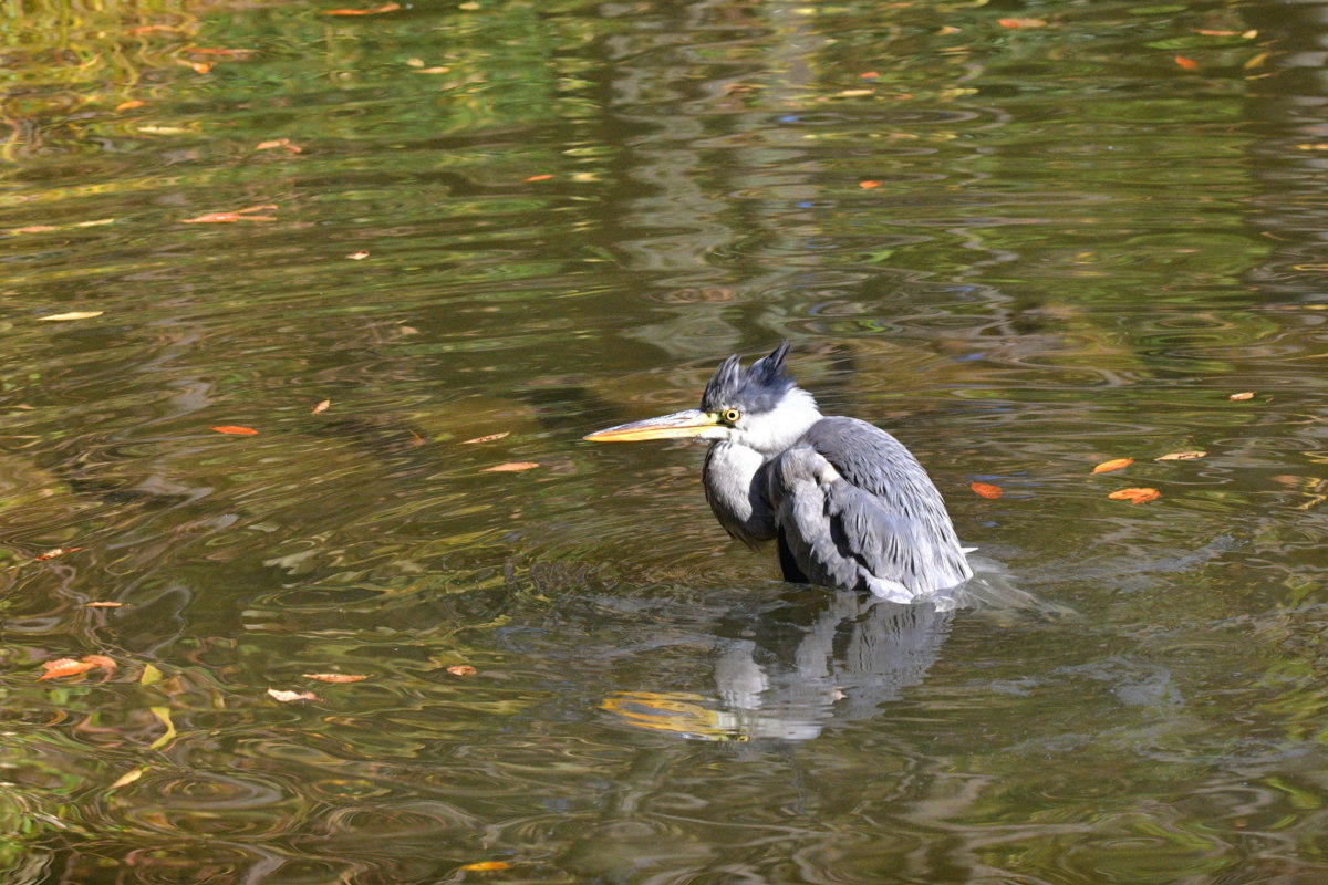 アオサギ - 池でのんびりする様子