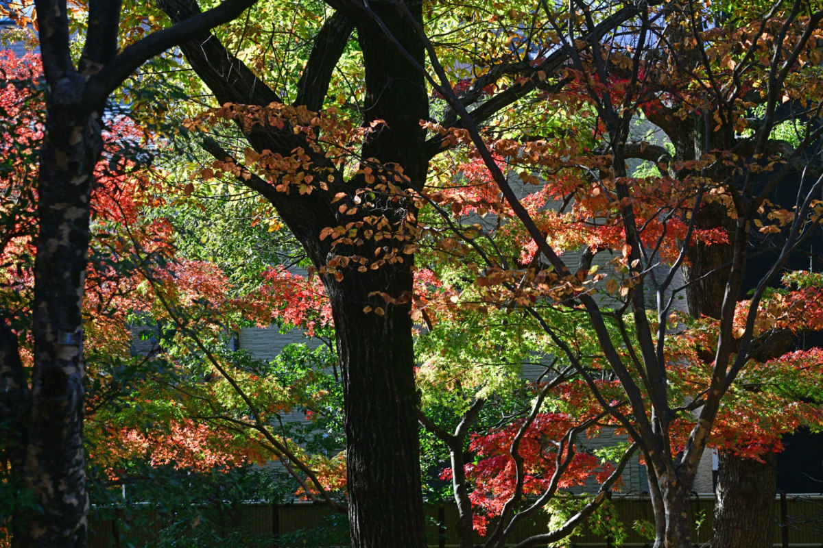 イロハモミジ - 冬鳥を待つ紅葉