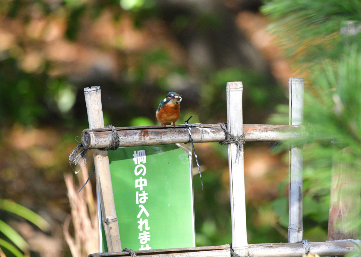 カワセミ - 元気に鳴く姿