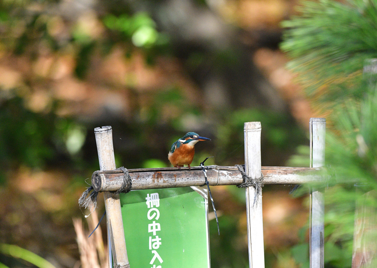 カワセミ - 飛び立つ瞬間