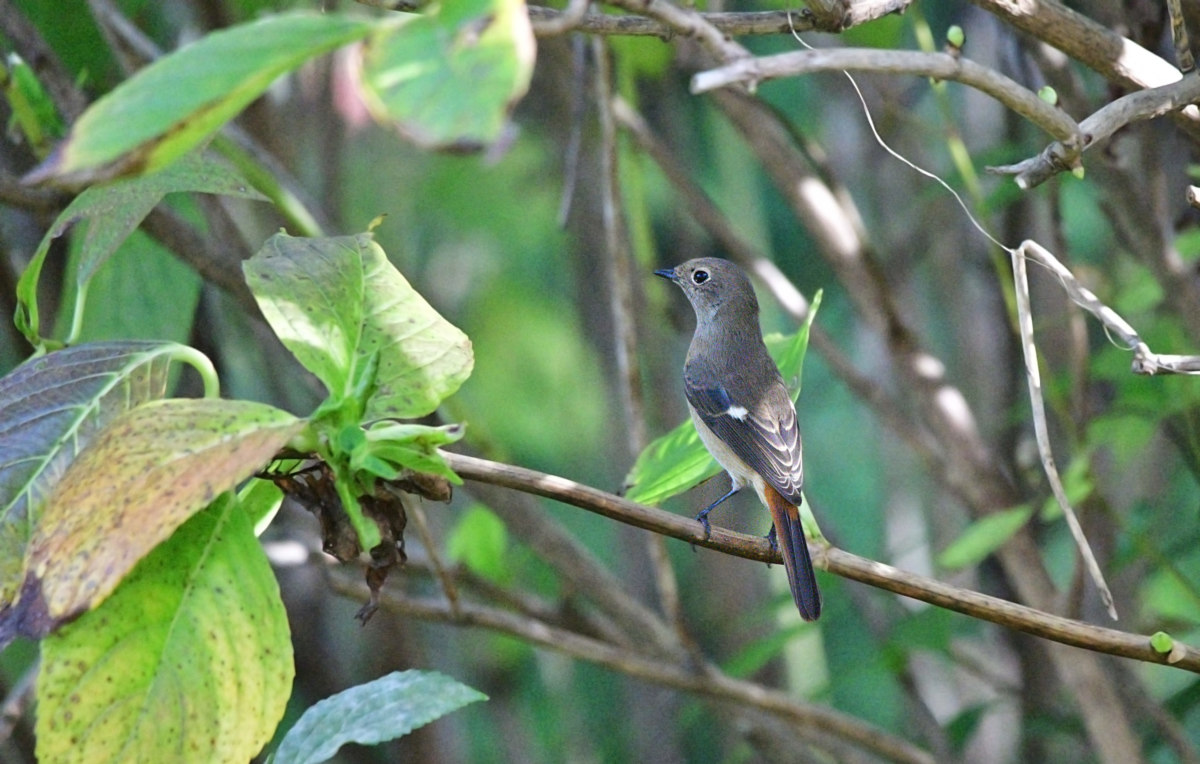ジョウビタキ - 縄張りを決めた冬鳥