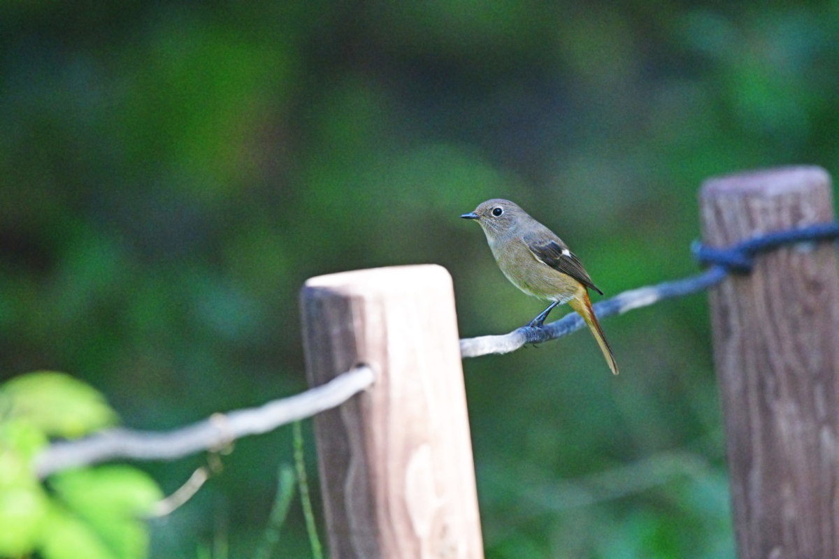ジョウビタキ - ひとりで過ごす姿