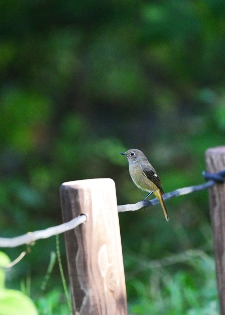 ジョウビタキ - 春まで一緒