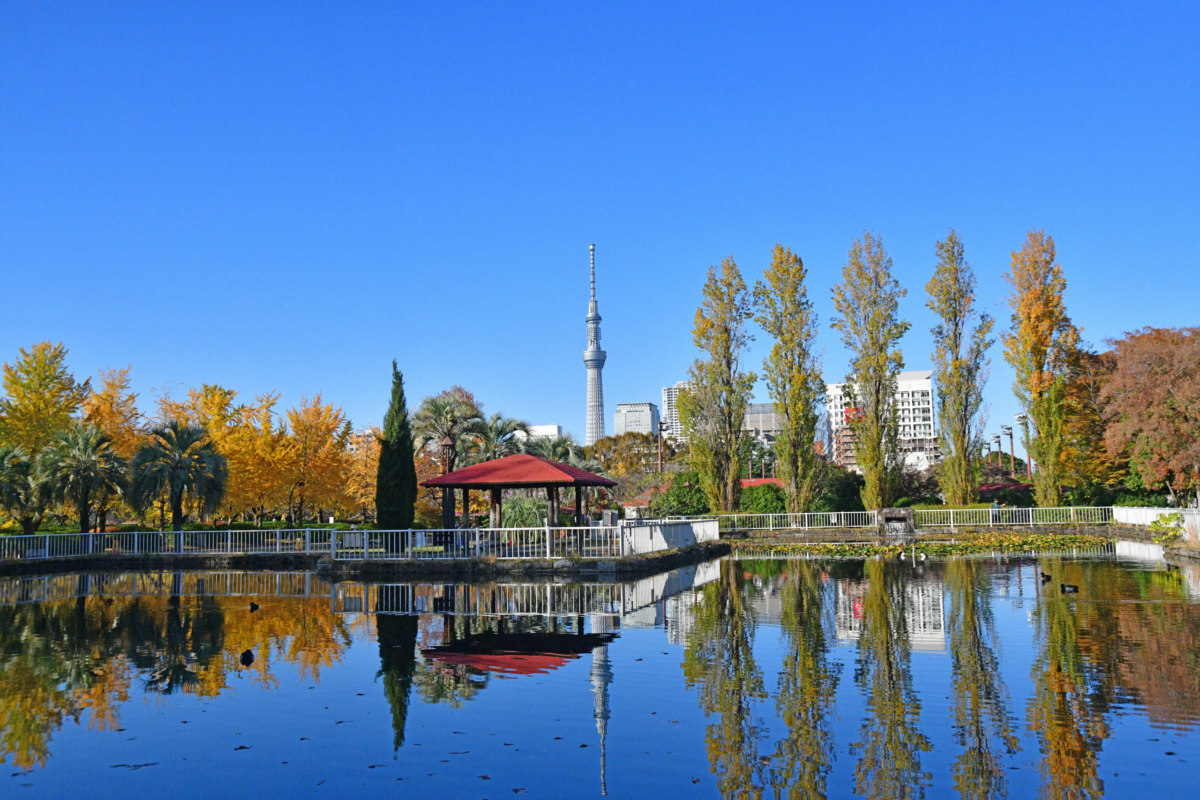 スカイツリーと公園 - キンクロハジロの住処