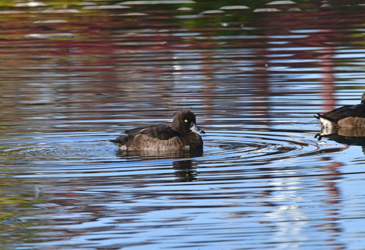 キンクロハジロ - 渡り鳥の休息