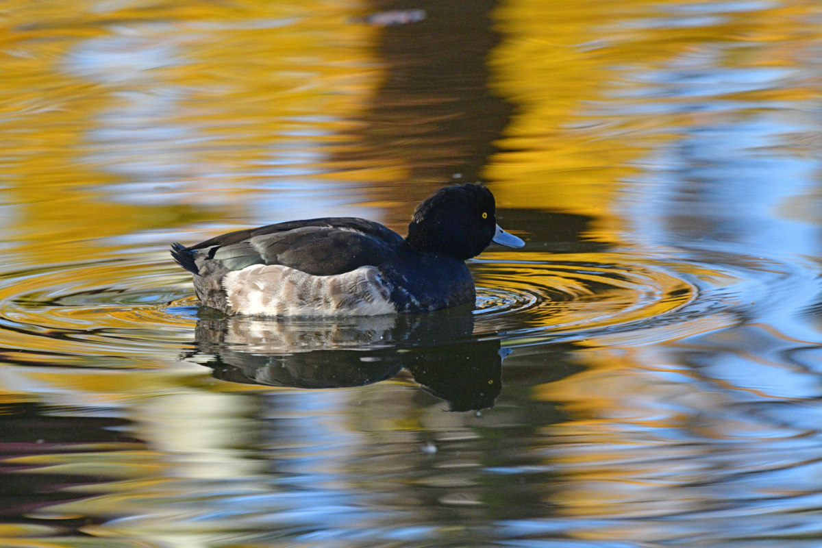 キンクロハジロ - 水面で休息