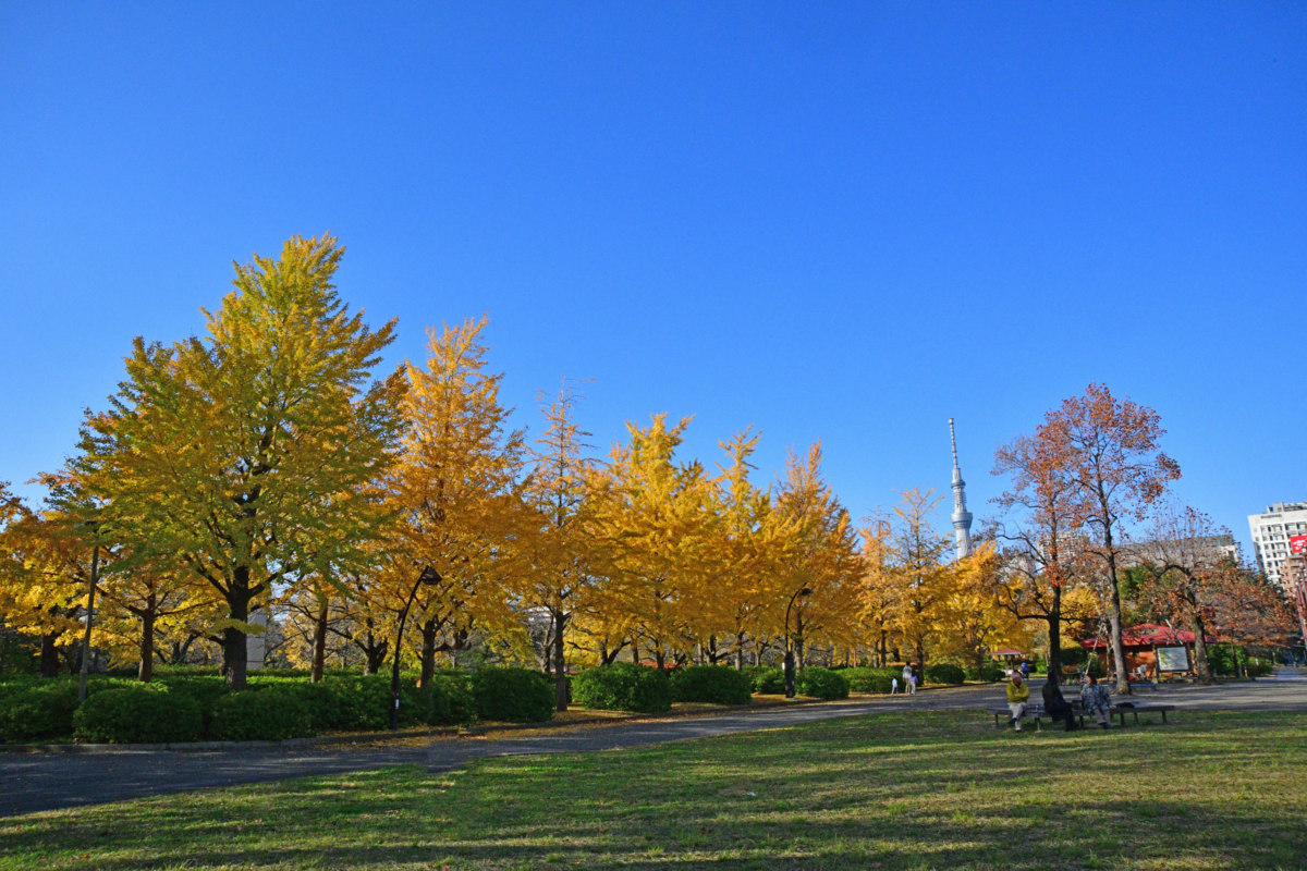 スカイツリーと公園 - 散策の幸せ
