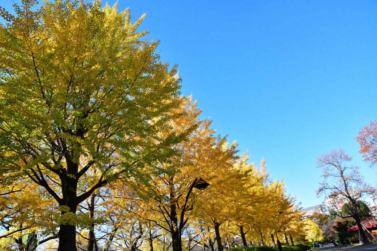 スカイツリーと公園 - 自然への感謝