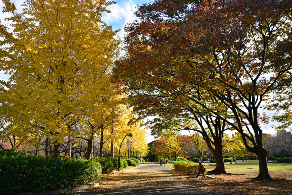 スカイツリーと公園 - 生き物たちへの感謝