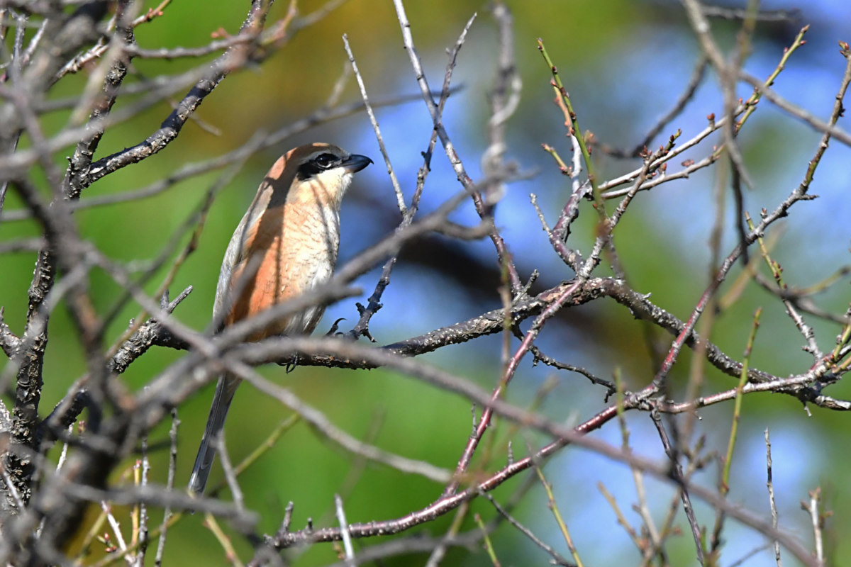 モズ - 高い木の上で鳴く百舌鳥