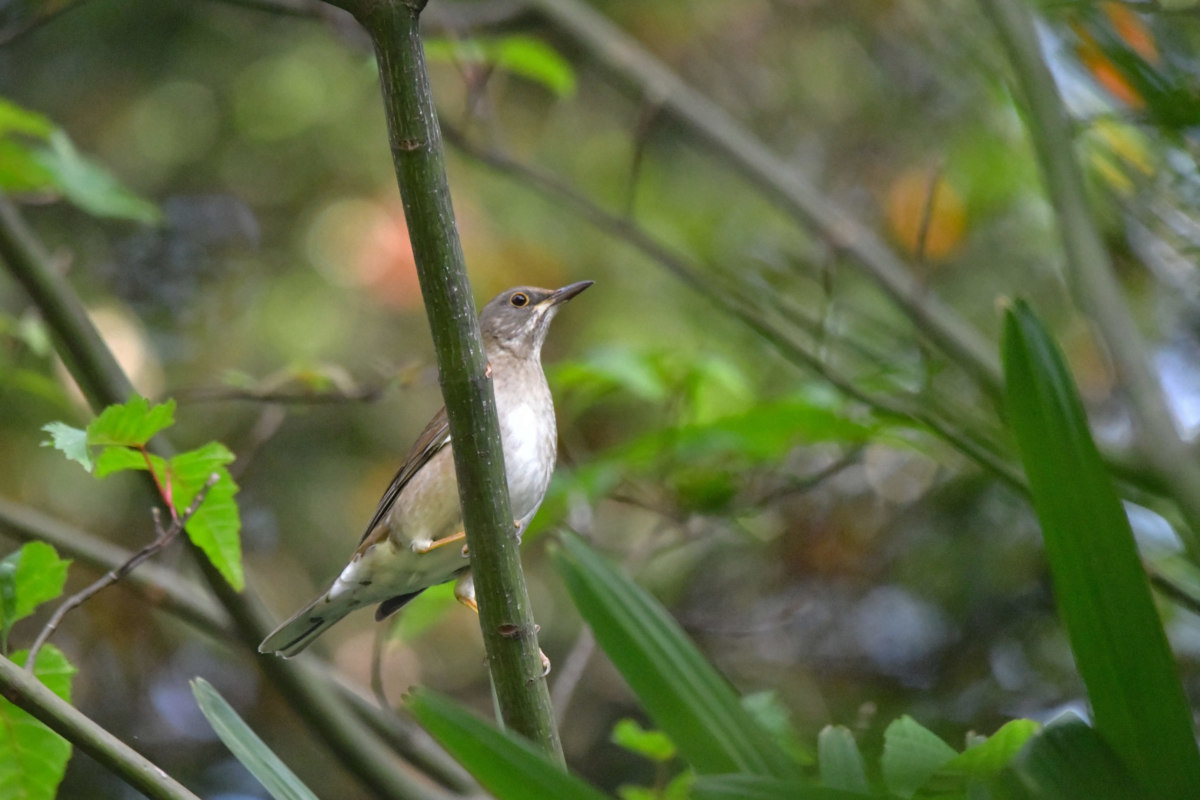シロハラ - 今年初めて出会った冬鳥