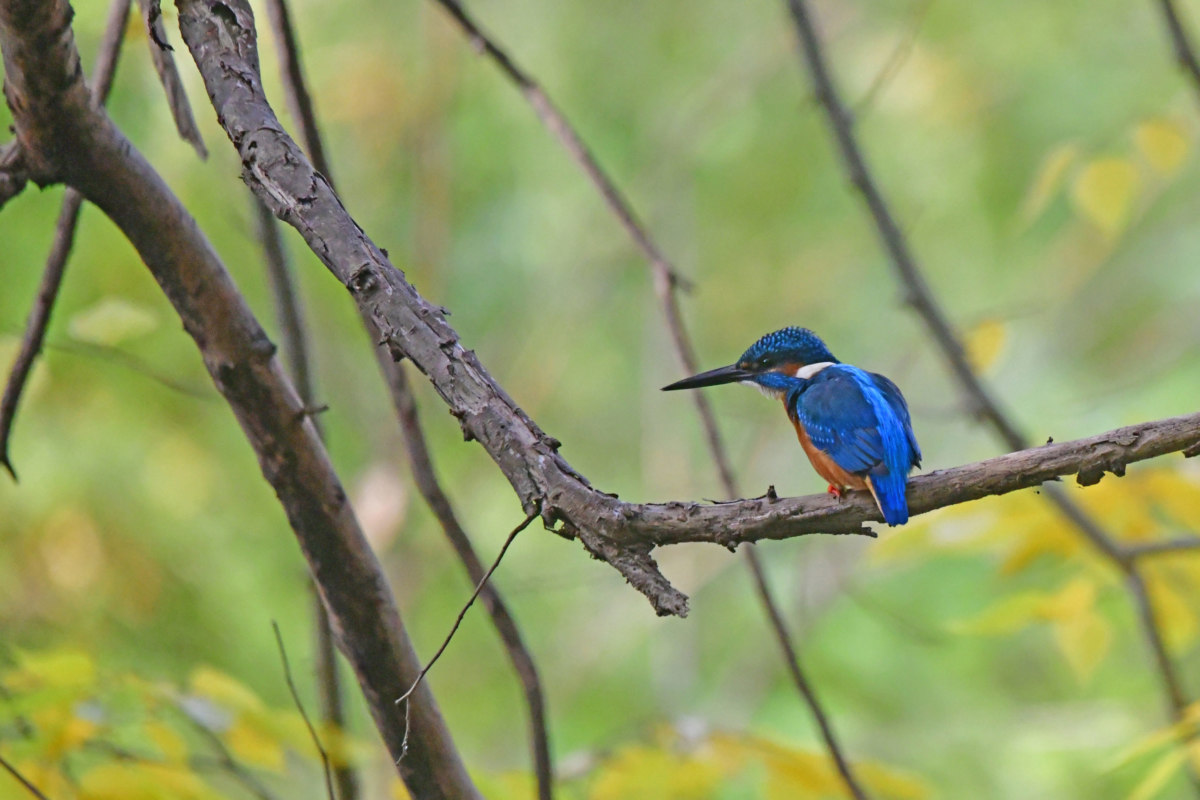 カワセミ - 水辺で休息