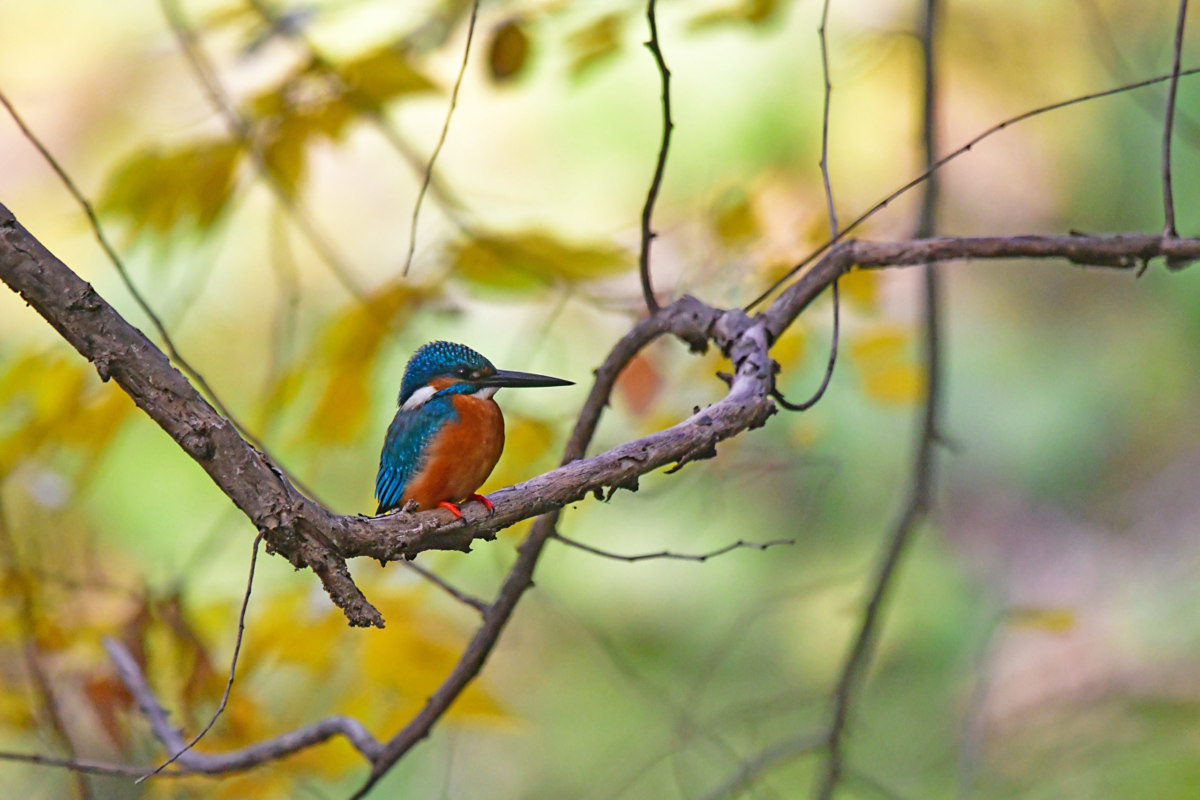 カワセミ - 飛び立つ前の姿