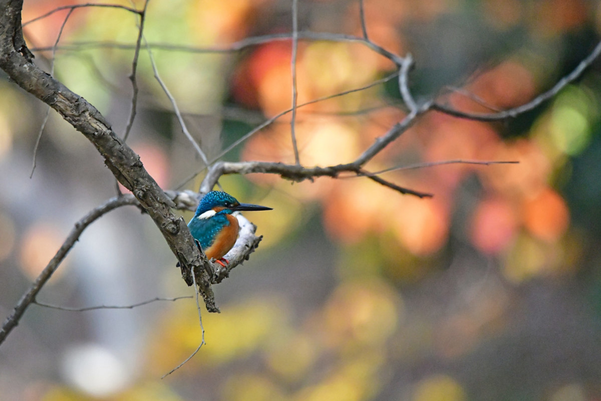 カワセミ - 紅葉を背景に