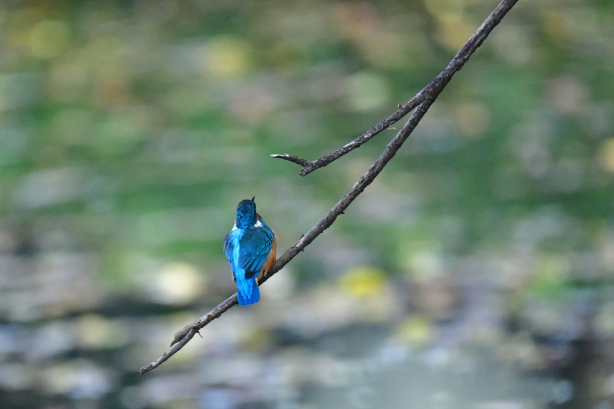 カワセミ - 緑の水面と青い羽のコントラスト