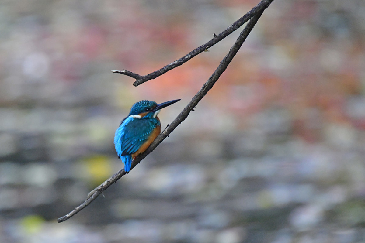 カワセミ - 寒さで丸くなる姿