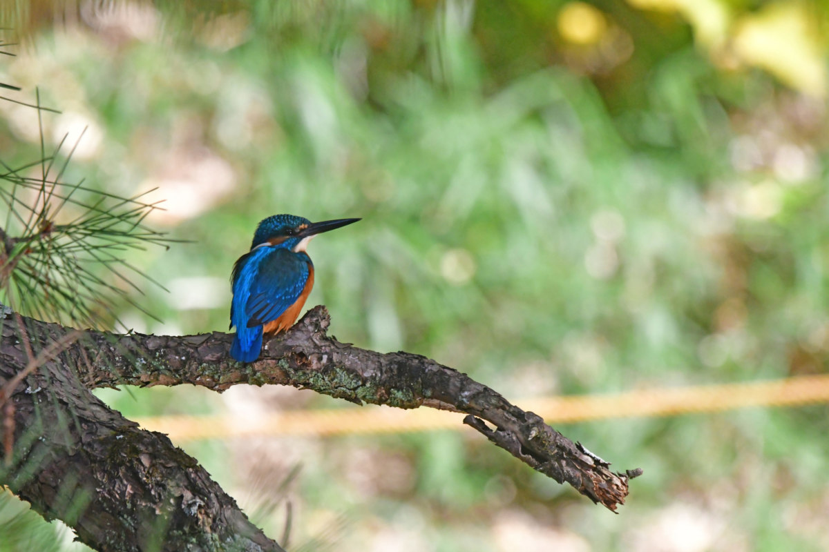 カワセミ - 青い羽が美しい