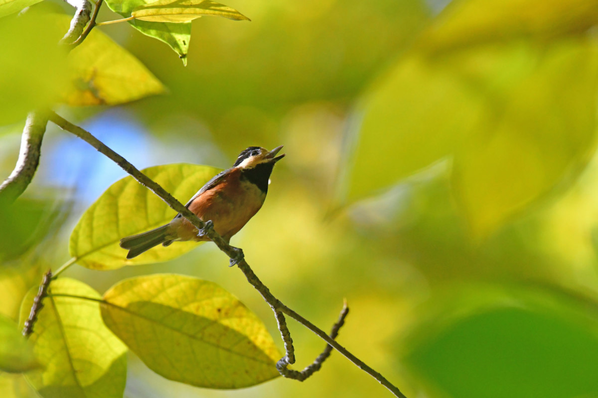 ヤマガラ - オレンジ色のお腹が特徴