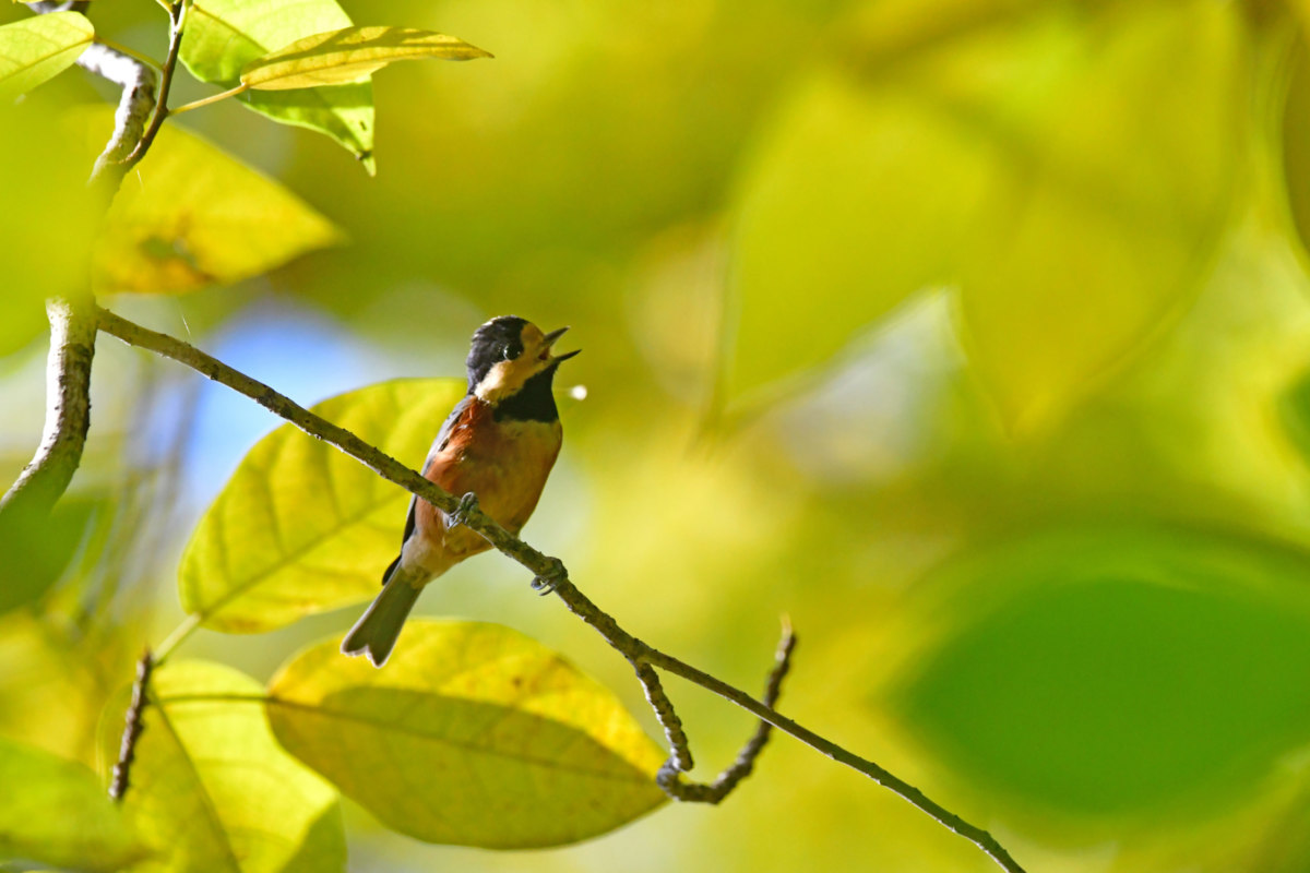 ヤマガラ - 紅葉の中で鳴く山雀