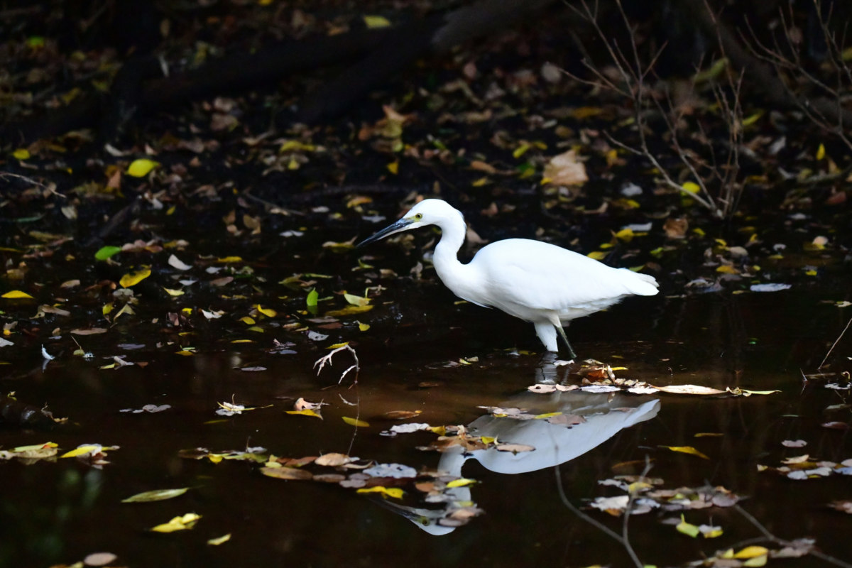 コサギ - 湿地帯で魚を狙う白鷺