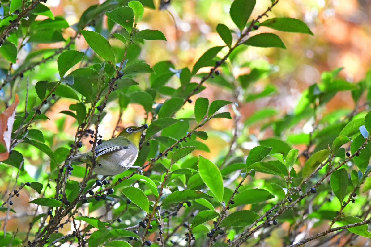 メジロ - 木の実を食べる姿
