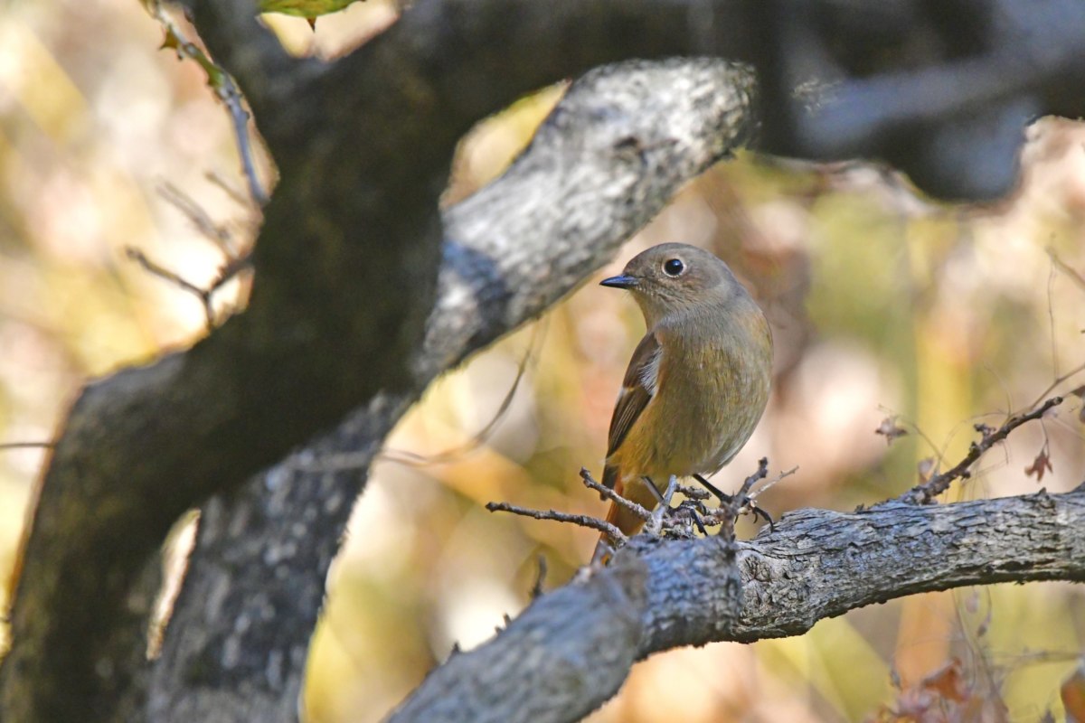 ジョウビタキ - オレンジ色が美しい冬鳥