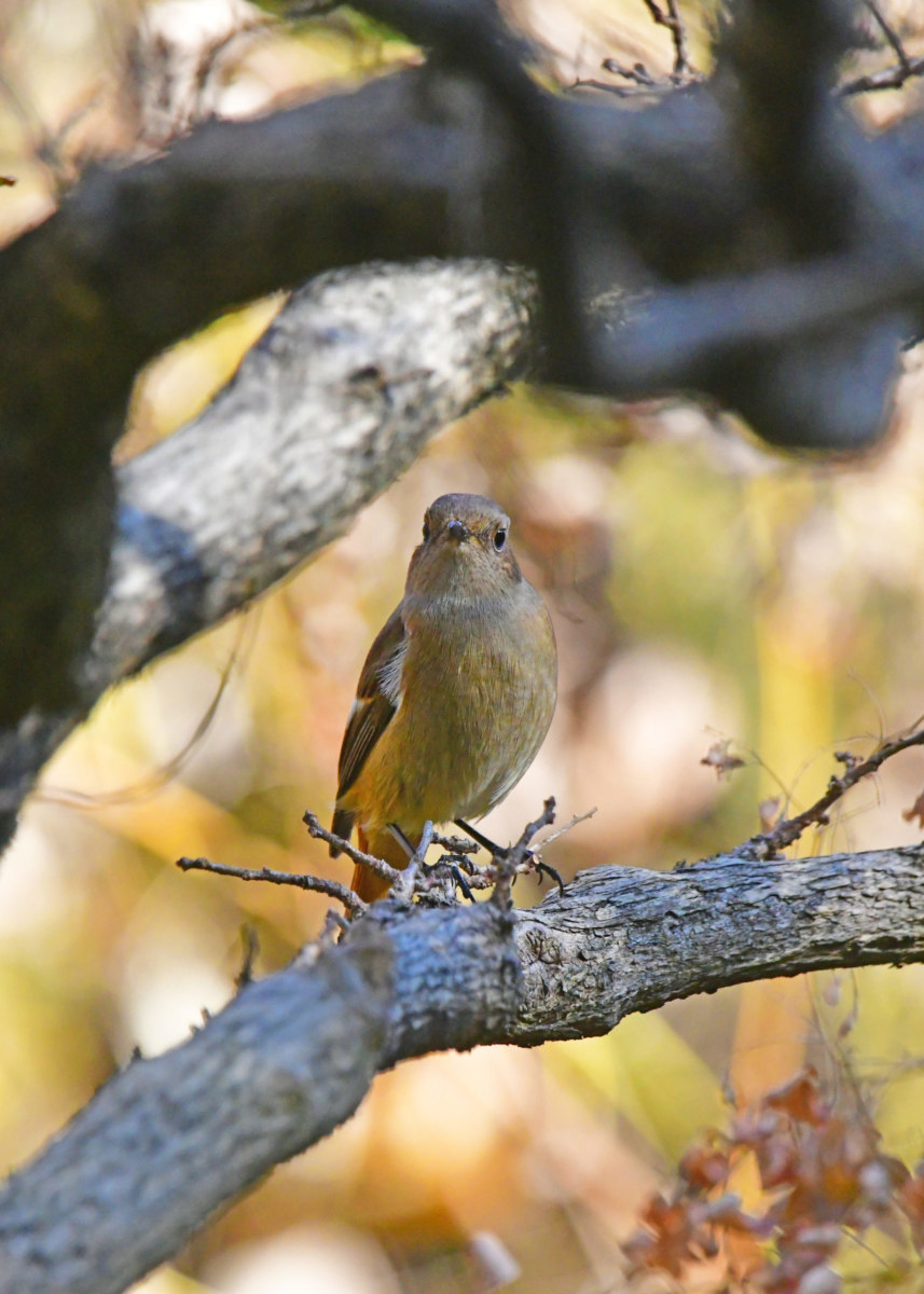 ジョウビタキ - 尾を振る可愛い仕草