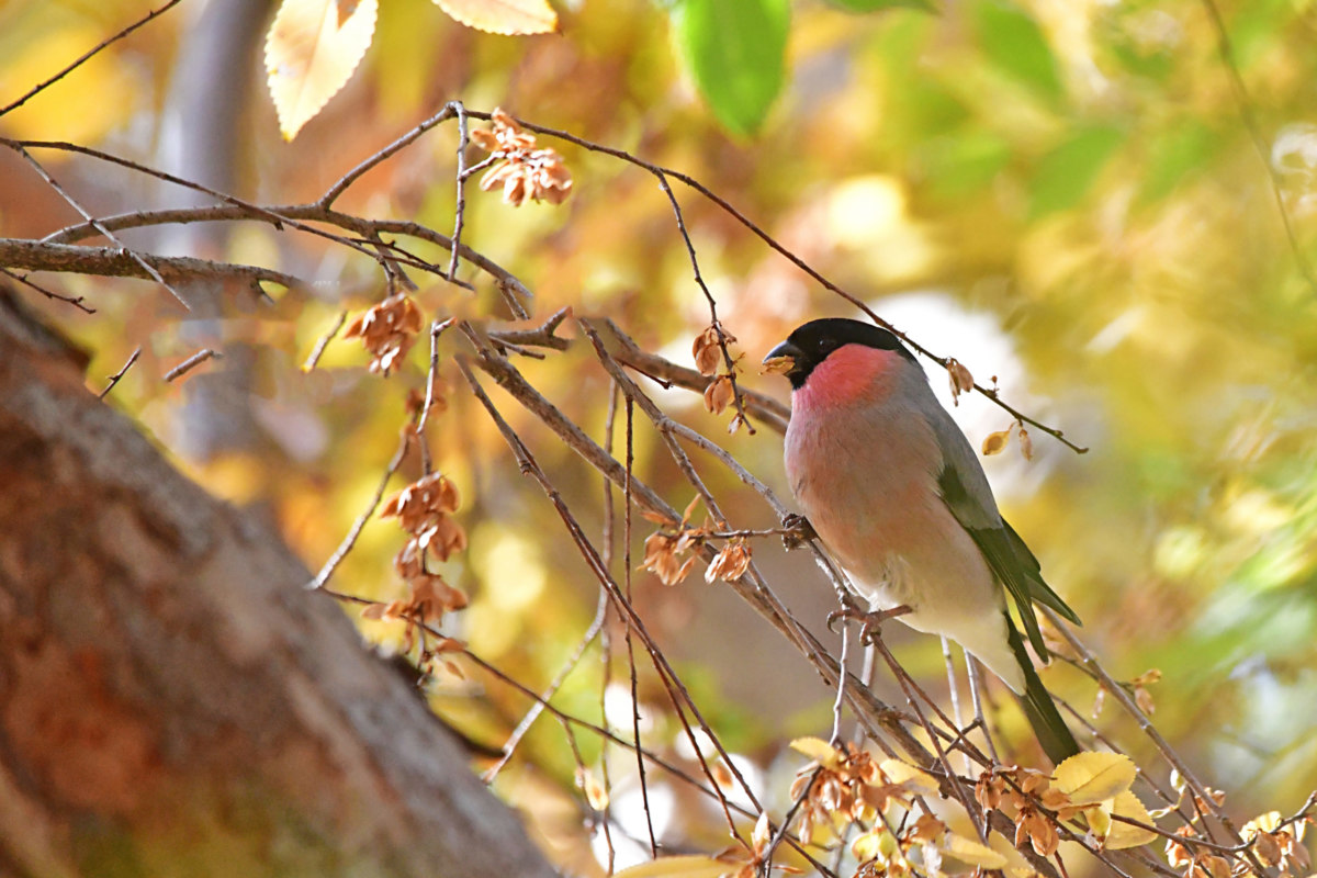 ウソ オス 北本自然観察公園