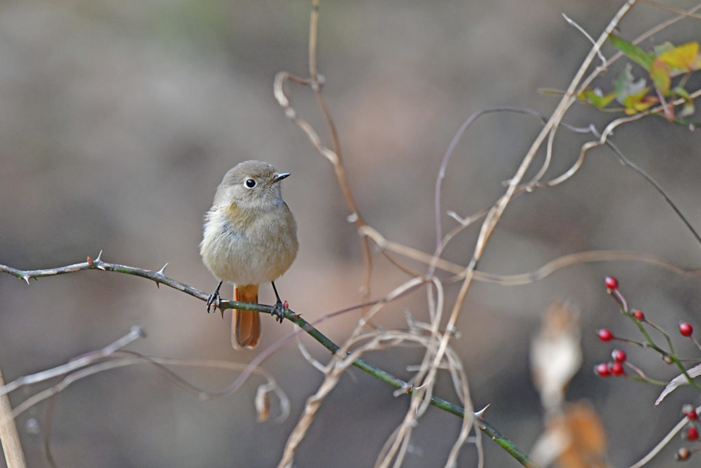 ジョウビタキ メス まんまる