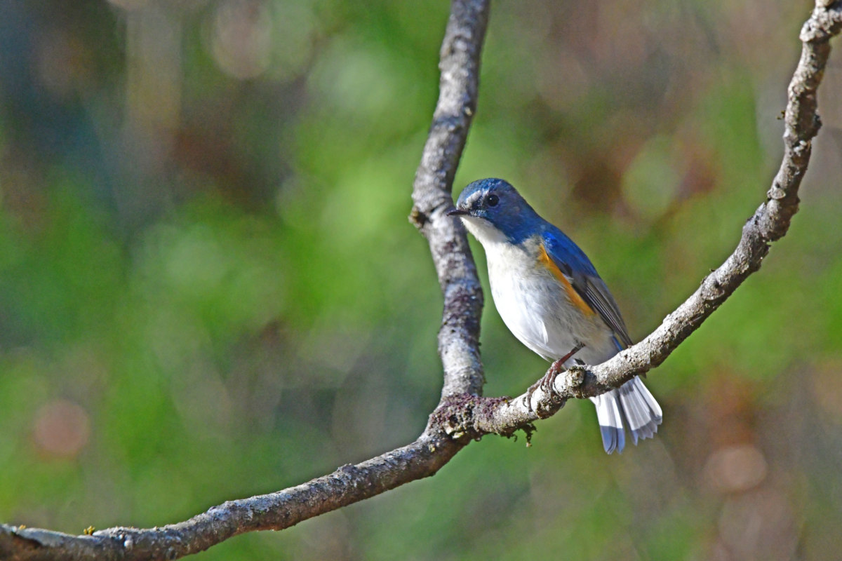 ルリビタキ 可愛い