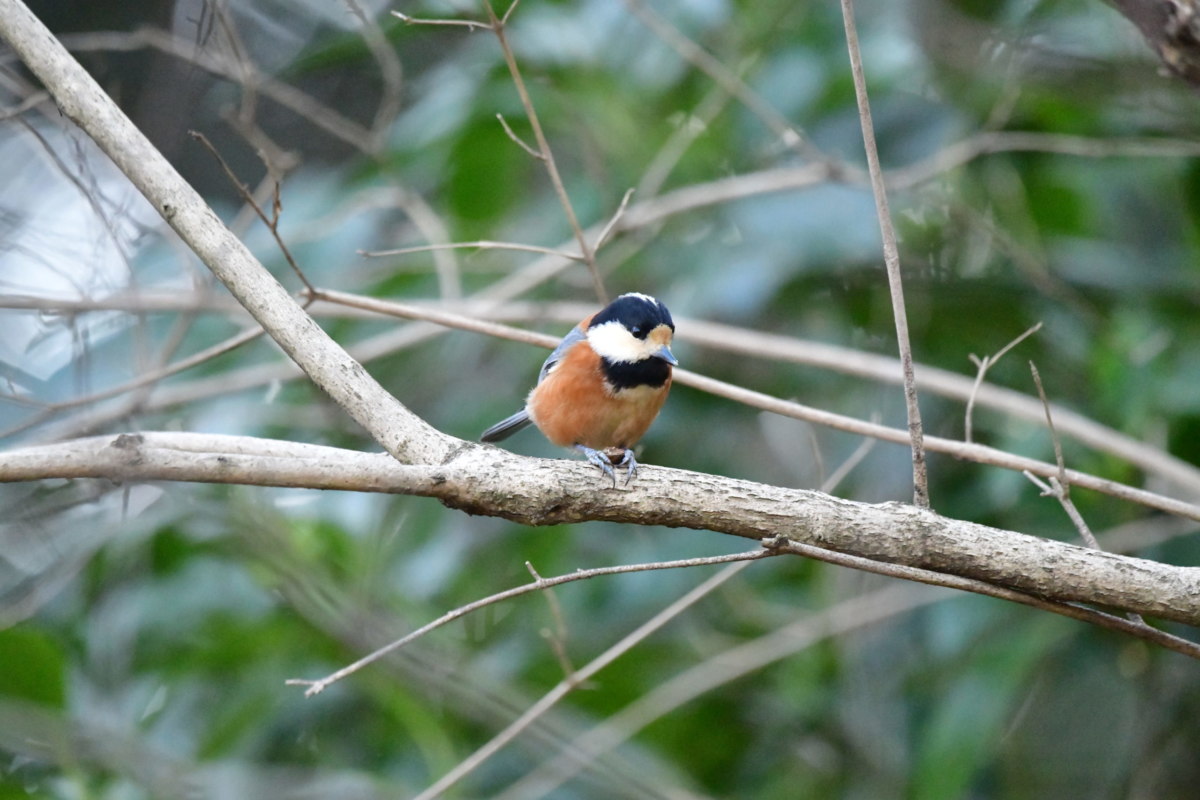 ヤマガラ 木の実