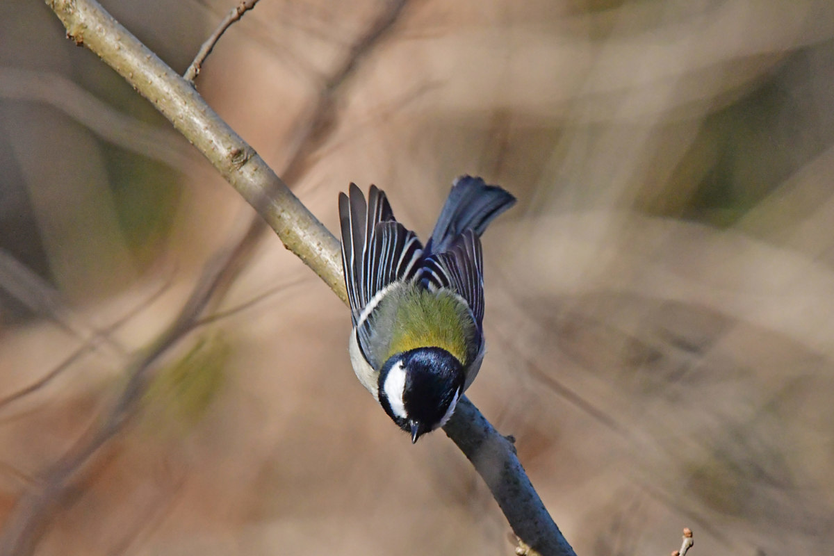 シジュウガラ 北本自然観察公園